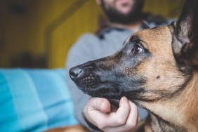 Mature man stroking pet dog