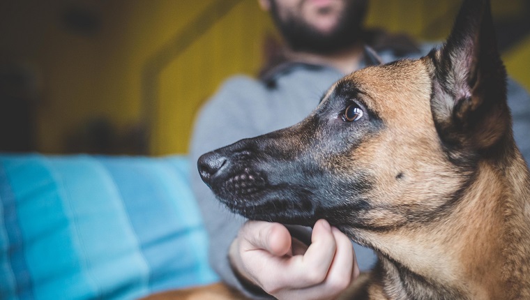 Mature man stroking pet dog