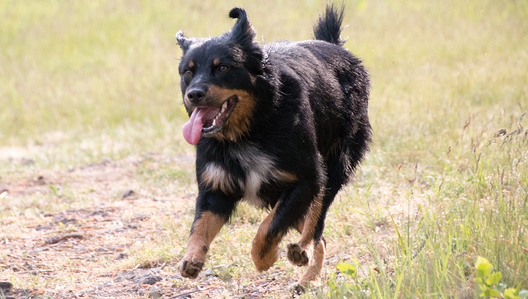 Dog Running On Field