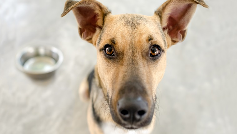 Dog bowl is a hungry German Shepherd waiting for someone to food in his bowl.