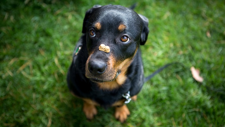 A rottweiler is waiting patiently to eat a snack from off its nose