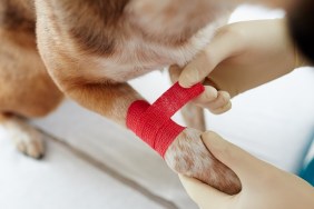 Overview of dog paw and gloved hands of doctor putting red bandage around