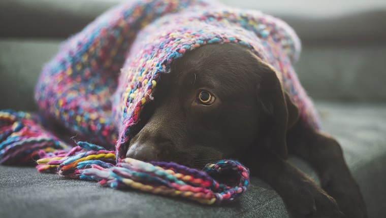 Chocolate Labrador covered by blanket