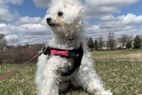 leia the dog, spring photo shoot