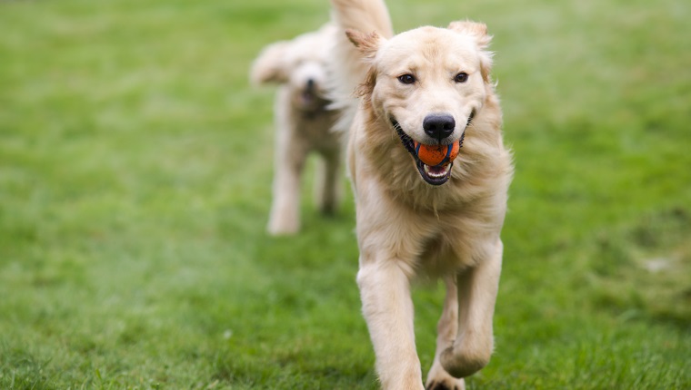 Two full size dogs play fetch the ball together