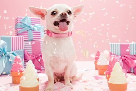 Chihuahua with confetti and birthday gifts