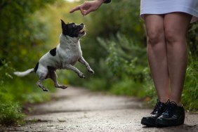 chihuahua dog funny jumping for a treat