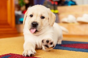 Closeup image of a 6 weeks old yellow labrador puppy sitting on living room carpet with a paw raised in air willing to play