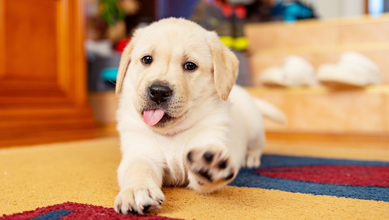 Closeup image of a 6 weeks old yellow labrador puppy sitting on living room carpet with a paw raised in air willing to play