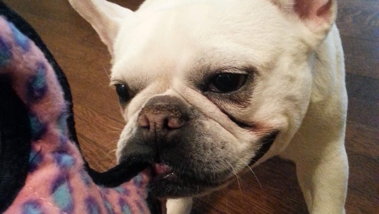 french bulldog playing with toy