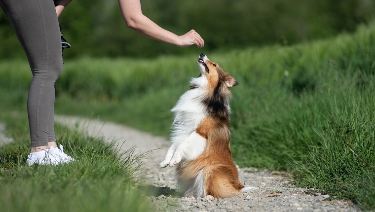 Training Dog