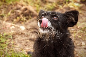 Hungry alone old black dog is looking to food - selective focus