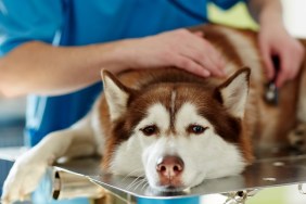 Medical treatment of sick husky dog in vet clinic