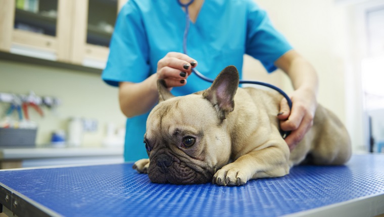 Female veterinarian examining dog with stethoscope in veterinary surgery