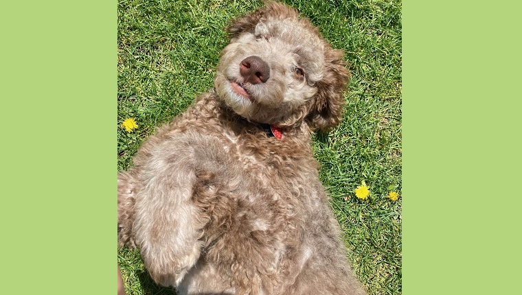 Meet Bear the Goldendoodle!