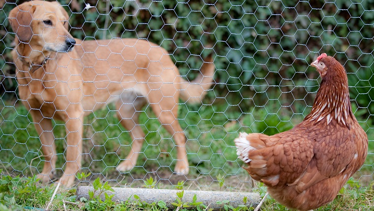 brown hen and brown dog out staring each other