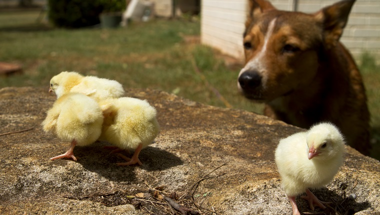 Dog close up to chicks.