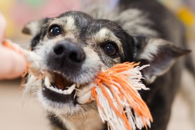 cute dog growls and gnaws the rope