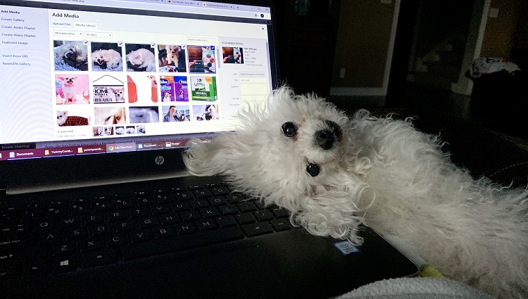 leia the dog looks at mom while lying on laptop