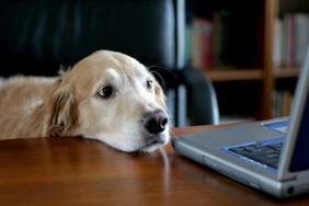 Photo of a golden retriever sitting in an office at a desk. This proves that any old dog can do an executive's job! ;)