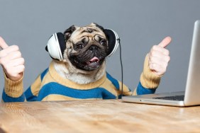 Funny pug dog with man hands in striped sweater in headphones with laptop showing thumbs up over grey background