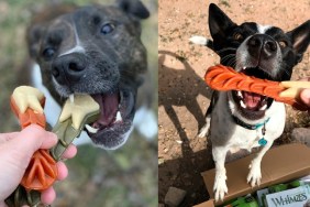 dogs eating whimzees chews