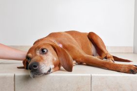 Gastritis in dogs