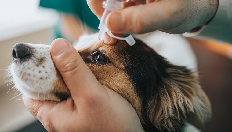 Close up of a dog receiving eye drops during medical exam at animal hospital.