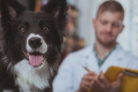 Close up of adorable happy healthy dog looking to the camera with its tongue out, vet doctor writing prescription on the background, copy space. Lovely canine looking happy after medical examination by vet