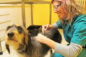 Vaccination in veterinary surgery by smiling young doctor.