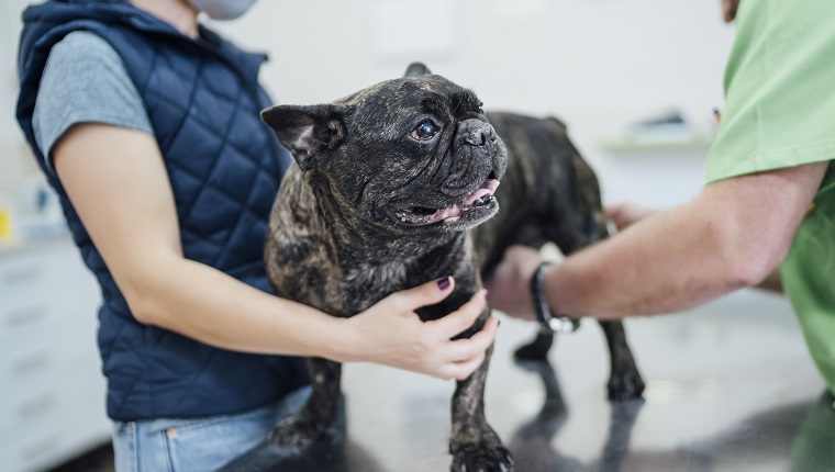 Young woman with pet french bulldog at vet.