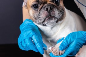 veterinarian medicine on wound paw French bulldog