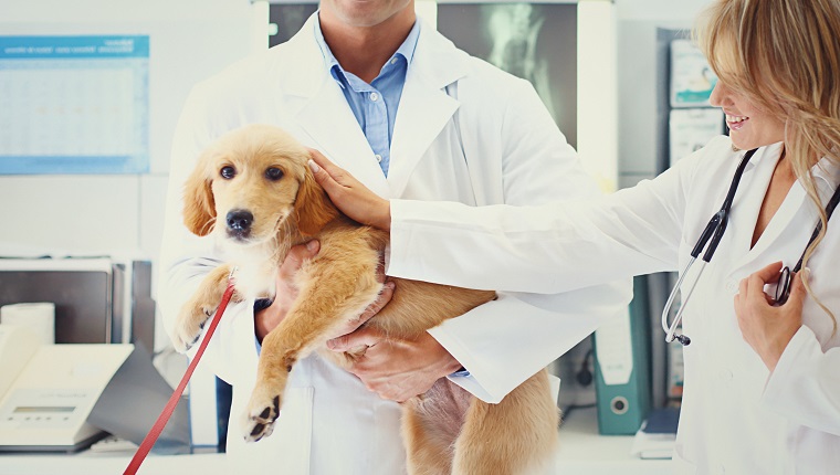 Closeup of healthy Golden Retriever puppy being held by two vets after medical exam. Vets are partially unrecognizable with visible smiles on their faces because the dog is completely healthy and ready to go home.