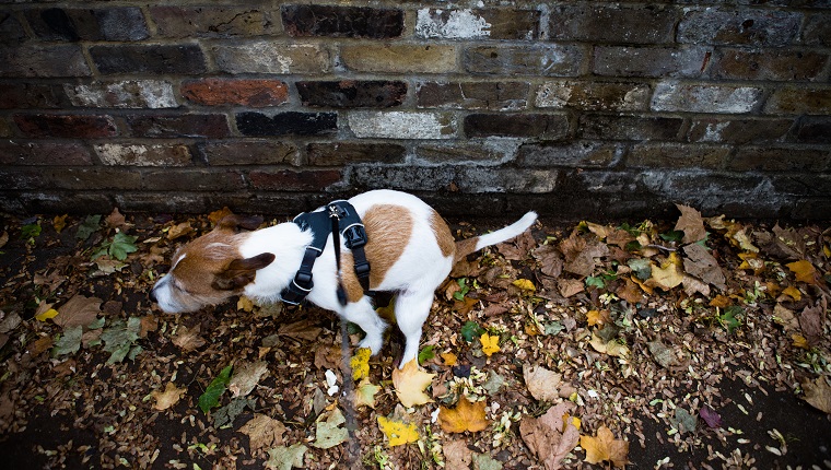 Dog owners can be fined if they fail to clear up after their dog's mess.