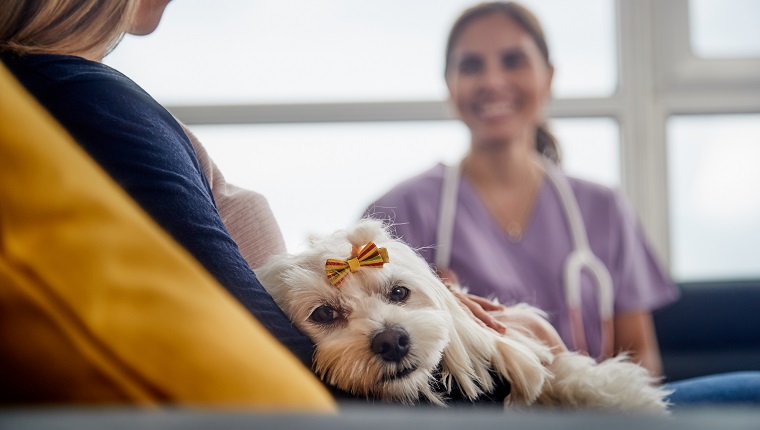 Young hispanic woman working as veterinary, vet talking to dog owner on house call. Animal doctor during visit of ill pet at home.