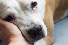 Great love between human and dog