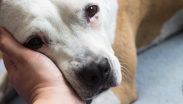 Great love between human and dog