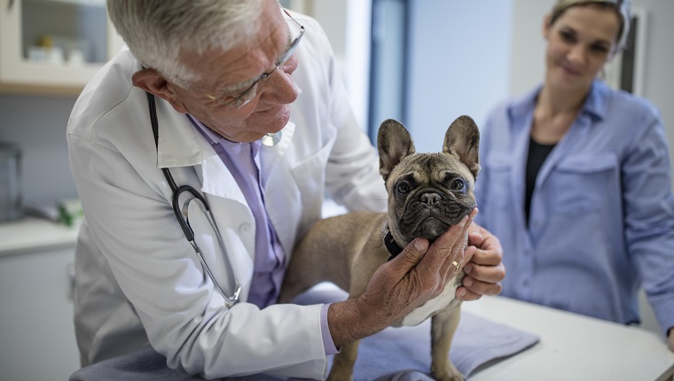 Cape Town, South Africa, veterinarian with french bulldogCape Town, South Africa, veterinarian with french bulldog