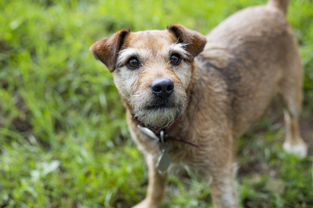 A portrait of a fawn Patterdale Terrier.