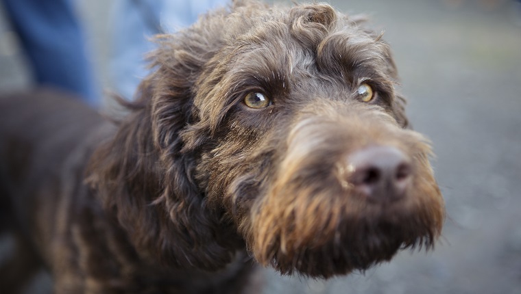 Close-up of a brown labradoodle dog with amber coloured eyes