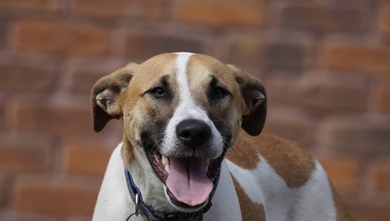 Portrait of a young bull arab dog looking at the camera