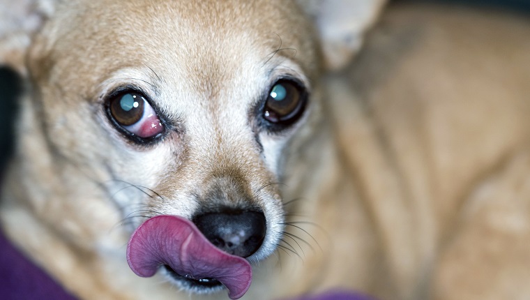 Chiweenies are a mixed breed dog. Cherry eye is a prolapsed eye gland, specifically a prolapsed nictitating membrane.