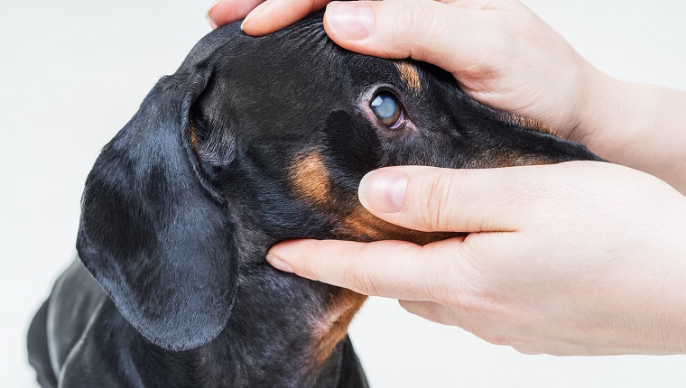 Veterinarian examine on the eyes of a dog dachshund. Cataract eyes of dog. Medical and Health care of pet concept.