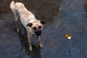 High Angle View Of Dog Outdoors