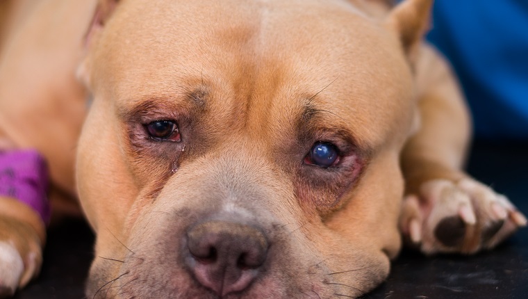 american bully dog breed with entropion and corneal ulcer prepared for surgery