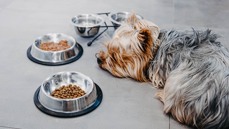 Yorkshire Terrier dog is sick and refuses to eat. No appetite, sadness, depression.