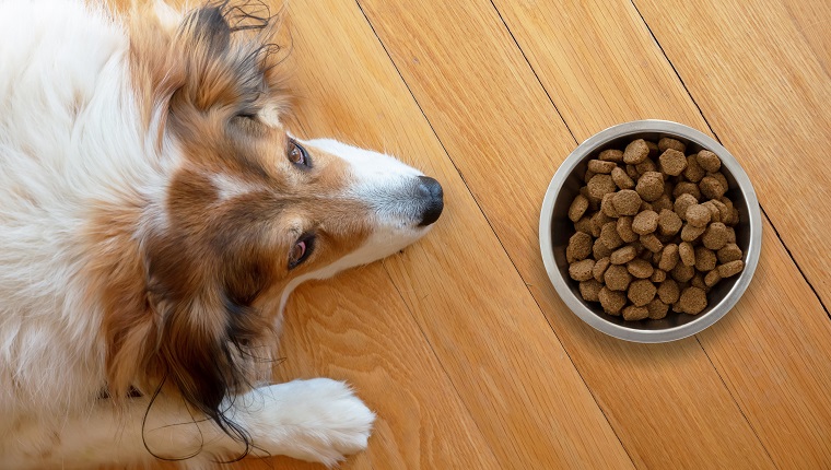 Pet anorexia, dog is sick or bored. Sshepherd dog and a bowl with dry food on wooden floor background, top view