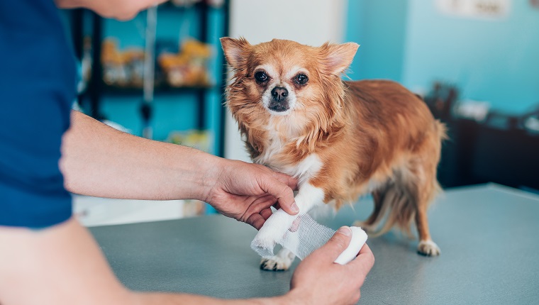 Veterinarian wrapping bandage around a dog's leg