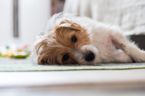 Jack Russell Terrier dog lying on floor in pain