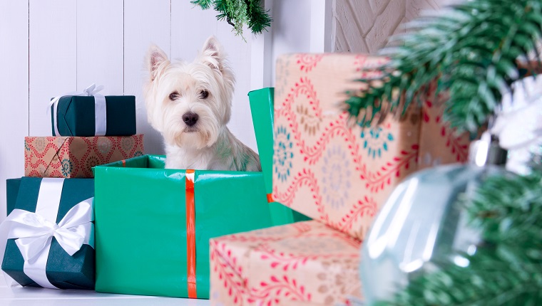 West highland white terrier dog as symbol of 2018 New Year and